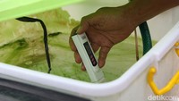 Pengecekan ph air menggunakan ph meter pada bak air hidroponik dilakukannya rutin setiap hari.