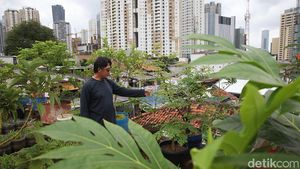 Urban Farming di Rooftop, Solusi Pangan dari Rumah