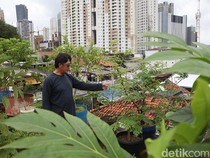 Urban Farming di Rooftop, Solusi Pangan dari Rumah