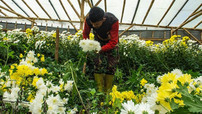 Petani memanen tanaman bunga aster (Callistephus chinensis) di kebun bunga rumahan kawasan Pasirlangu, Cisarua, Kabupaten Bandung Barat, Jawa Barat, Rabu (28/1/2026). Dalam panen tersebut, sebanyak 5000 hingga 7000 batang bunga aster dijual dengan harga Rp10 ribu per ikat (10 batang) yang dikirim ke Jakarta. ANTARA FOTO/Novrian Arbi