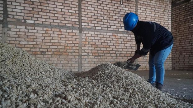 Pekerja UMKM mitra binaan SIG memilah hasil penggilingan limbah bonggol jagung yang akan digunakan sebagai bahan bakar alternatif dalam proses produksi semen di SIG Pabrik Tuban, Jawa Timur.