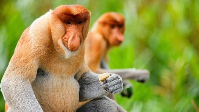 Perut Buncit Bekantan. (Dokumentasi Taman Safari Indonesia)