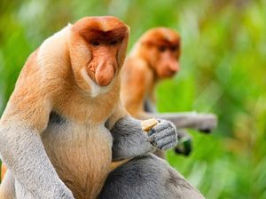 Langka, Bekantan Asal Kalsel Lahirkan Bayi Kembar