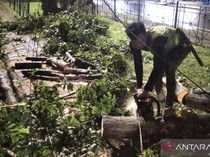 Pohon Tumbang Timpa Rumah Dinas Kodim di Pulogebang, Dievakuasi Sudin Tamhut