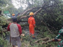 Pohon Tumbang Timpa Guru-Mahasiswa di Palopo, 3 Orang Dilarikan ke RS