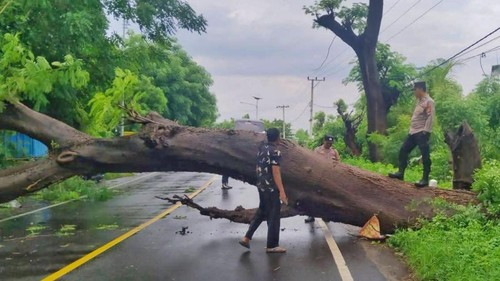 Pohon tumbang di Jalan Raya Labuhan Lombok, Kecamatan Pringgabaya, Lombok Timur, NTB, Rabu (26/1/2026). (Dok Camat Pringgabaya/Liza Sugiartini)