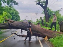 Pohon Tumbang di Pringgabaya, Jalur Menuju Pelabuhan Kayangan Macet