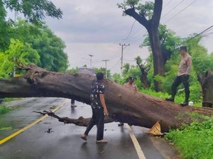 Pohon Tumbang di Pringgabaya, Jalur Menuju Pelabuhan Kayangan Macet