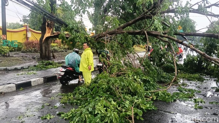 Pohon Tumbang Tutup Jalan Raya Bligo Candi Sidoarjo