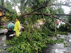 Pohon Tumbang Tutup Jalan Raya Bligo Candi Sidoarjo