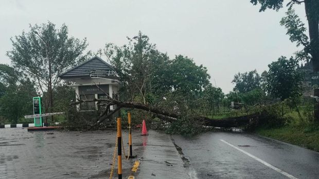 Pohon tumbang menimpa pos jaga Candi Plaosan di Desa Bugisan, Kecamatan Prambanan, Klaten, Rabu (28/1/2026) sore.
