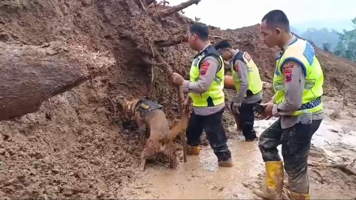 Polres Pemalang mengerahkan anjing pelacak untuk mencari korban longsor di Watukumpul, Rabu (28/1/2026).