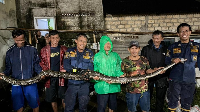 Sanca 4 Meter Bersarang di Sela Dinding Rumah Warga Bogor, Damkar Evakuasi
