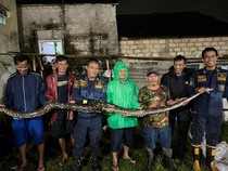 Jurus Damkar Tangkap Sanca 5 Meter yang 2 Tahun Bersarang di Fondasi Rumah