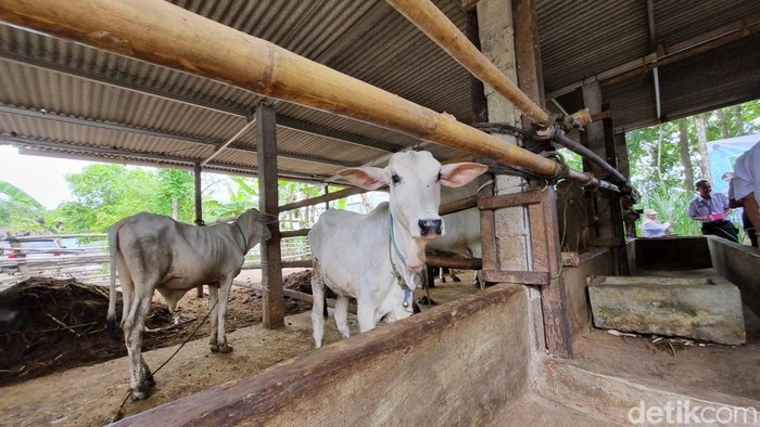 6 Sapi Mati Terpapar PMK di Gunungkidul