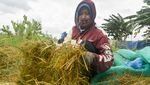 Sawah Tergenang Saat Musim Panen, Petani Rorotan Merugi