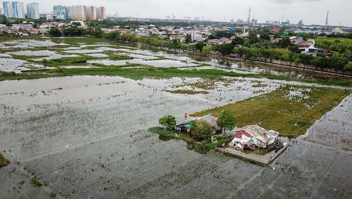 Foto udara petani mengangkut padi yang panen menggunakan terpal di sawah yang tergenang banjir, Rorotan, Jakarta, Rabu (28/1/2026). Menurut petani hasil panen padi menurun 50 persen dari biasanya 12 ton menjadi hanya 6 ton akibat banjir yang menggenangi persawahan selama dua minggu setelah diguyur curah hujan tinggi dan aliran kali irigasi yang tidak lancar. ANTARA FOTO/Fakhri Hermansyah/bar