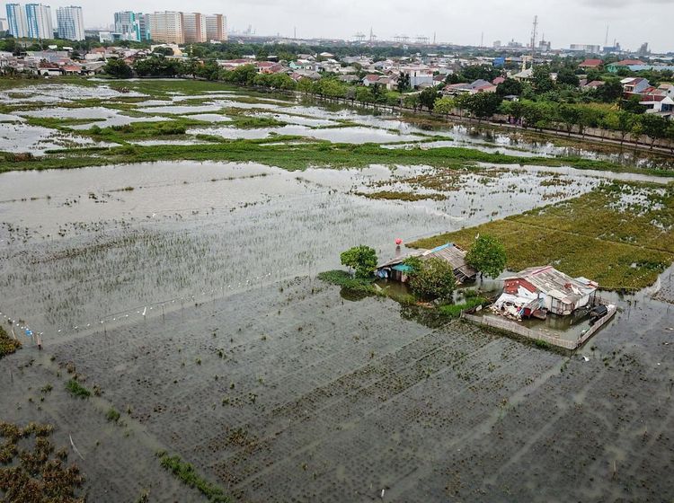 Sawah Tergenang Saat Musim Panen, Petani Rorotan Merugi