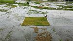 Sawah Tergenang Saat Musim Panen, Petani Rorotan Merugi