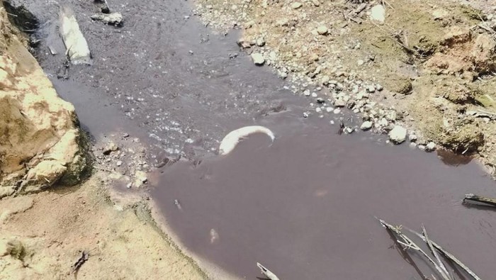 Sungai Tujung di Desa Tunjung, Kecamatan Sembakung, Kabupaten Nunukan, Kalimantan Utara, dilaporkan tercemar limbah sejak Senin (26/1/2026). Limbah itu diduga dari operasional PT Bulungan Hijau Perkasa (BHP).