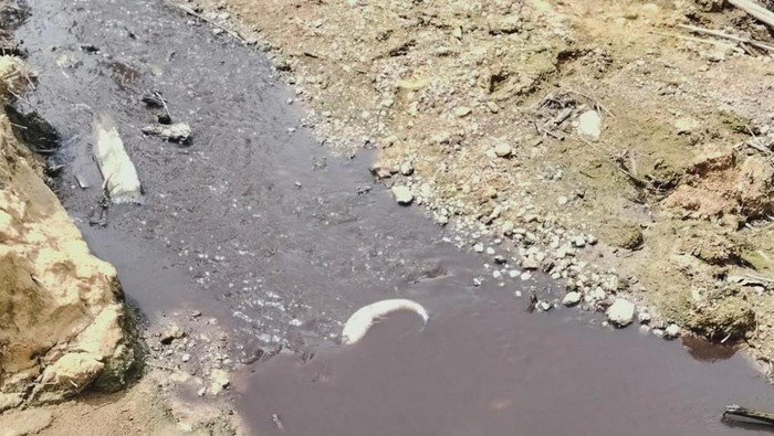 Sungai Tujung diduga tercemar, ada ikan mati akibat pencemaran limbah. (Istimewa)