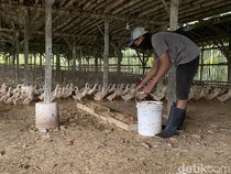 Berawal dari Coba-coba, Tri Kini Kelola Ribuan Bebek di Kota Batu