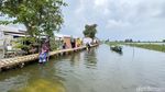 Warga Lamongan Bangun Jembatan Darurat dari Bambu di Banjir Bengawan Jero