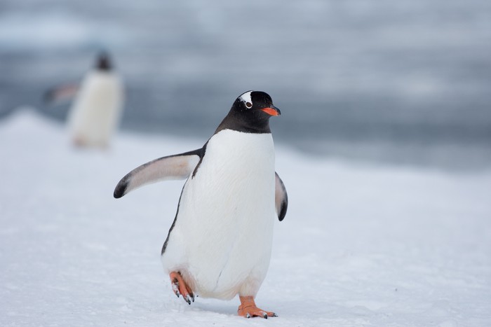gento, penguin Antartika