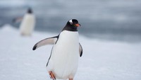 Penguin di 'Jalan Kematian' Viral di X, Ini Fakta tentang Satwa Kutub Itu