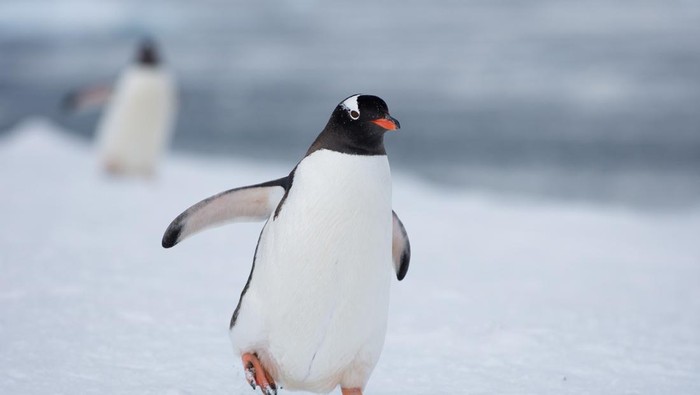 gento, penguin Antartika