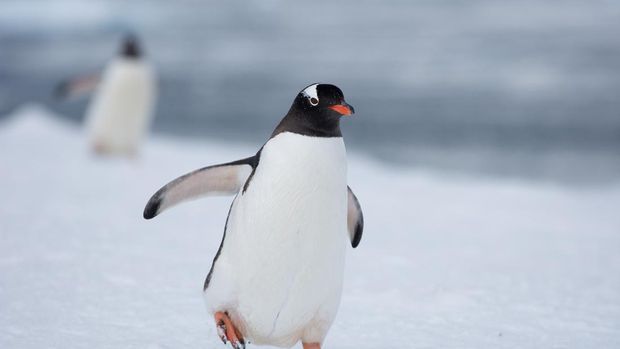 533995902 gento, penguin Antartika