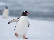 Penguin di Jalan Kematian Viral di X, Ini Fakta tentang Satwa Kutub Itu
