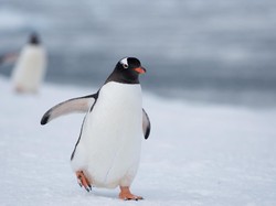 Viral! Penguin Menyendiri Keluar dari Kawanannya, Ini Fakta Ilmiahnya