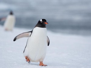 Viral! Penguin Menyendiri Keluar dari Kawanannya, Ini Fakta Ilmiahnya