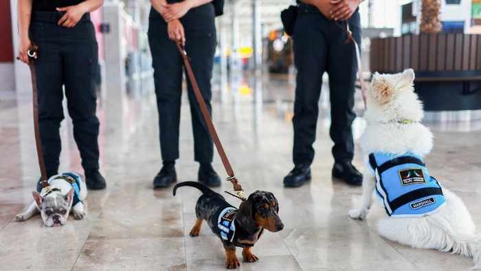 Tiga anjing dukungan emosional di Bandara AIFA membantu penumpang melawan anxiety dan takut terbang cukup dengan dielus, stres bisa turun. REUTERS/Raquel Cunha