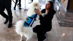 Anjing Lucu Ini Bekerja di Bandara, Bertugas Menenangkan Penumpang