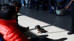 Anjing Lucu Ini Bekerja di Bandara, Bertugas Menenangkan Penumpang