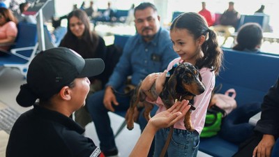 Anjing Lucu Ini Bekerja di Bandara, Bertugas Menenangkan Penumpang
