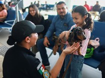 Anjing Lucu Ini Bekerja di Bandara, Bertugas Menenangkan Penumpang