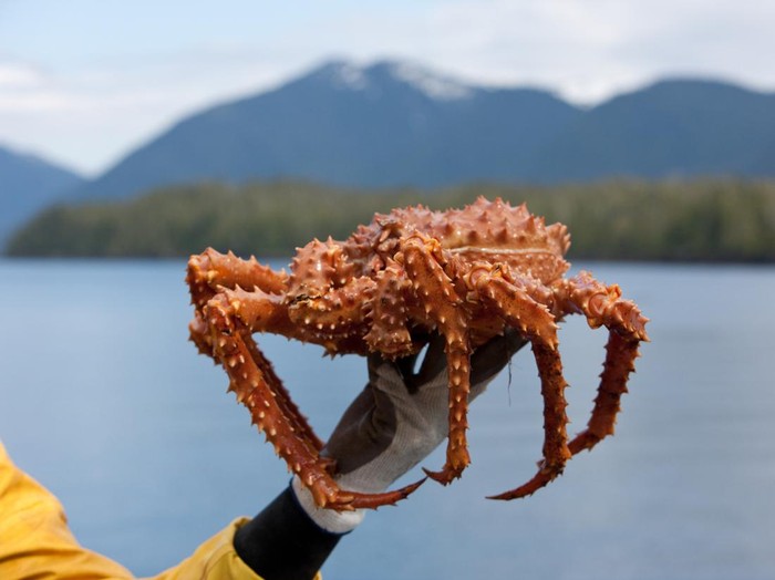 Apa Itu Kepiting Alaska yang Terkenal Mahal?
