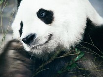 Video: Intip Aksi Panda Qin Hua Lahap Kue Bambu di Hari Ultah Ke-6