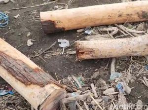 Bikin Petani Masuk Bui Gegara Ambil 2 Kayu Jati, Perhutani Kaji Opsi Damai