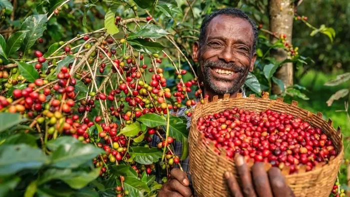 Negara yang Jadi Kiblat Kopi Premium