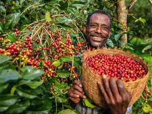 Kopi Kelas Dunia, Ini 5 Negara yang Jadi Kiblat Kopi Premium