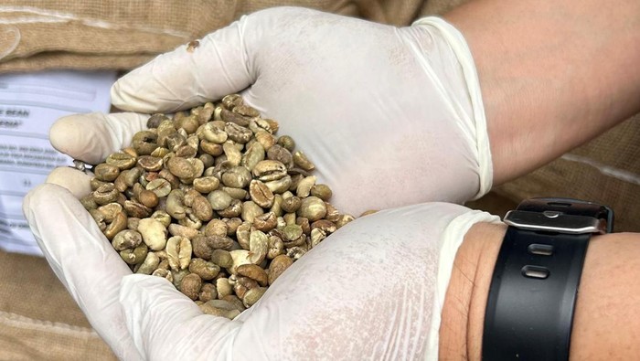 8,8 Ton Kopi Robusta Pagar Alam Diekspor ke Australia