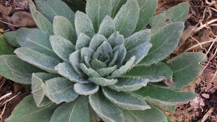 Apa Itu Mullein Leaf? Ini 8 Manfaat dan Cara Mengonsumsinya