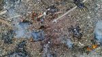 Pesisir Teluk Palu Dipenuhi Sampah Kiriman, Warga Terpaksa Membakar