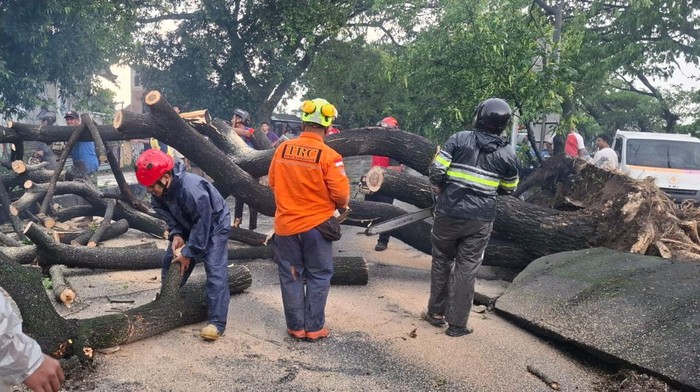 Petugas saat mengevakuasi pohon tumbang di Ring Road selatan, Banguntapan, Bantul, Kamis (29/1/2026).