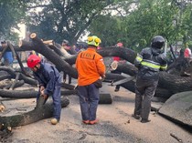 Pohon Tumbang Tutup Akses Ring Road Banguntapan Bantul, Lalin Tersendat