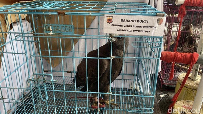 Polisi mengamankan belasan elang dari tangan pria Indramayu